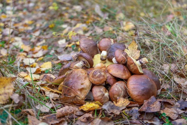 Butter mushrooms gathered by mushroomers lying on ground in autumn forest among leaves and grass. Suillus luteus or Slippery Jack edible mushrooms heap at forest edge. — Stock Photo, Image