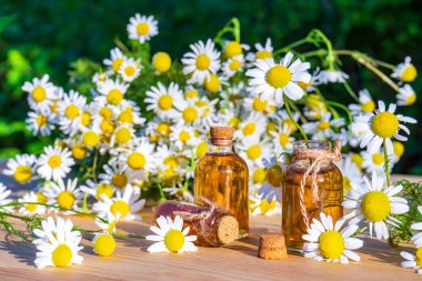 Papatya yağı, bahçedeki ahşap masada papatya çiçekleri olan küçük cam şişelerde. Aromaterapi, fitoterapi, alternatif tıp, spa ve masaj konsepti.