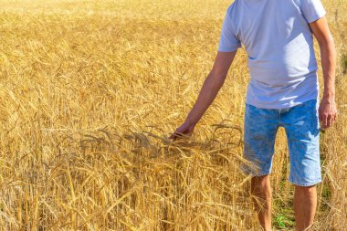 Turist ya da çiftçi yaz güneşli bir günde altın renkli tarlada çavdar viskileriyle birbirine dokunuyor. Hasat, organik tarım konsepti. Dünya 'nın temiz yerlerine gitmek ya da doğanın güzelliğini keşfetmek..