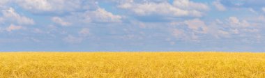 Güneşli bir günde olgun çavdar tarlası olan güzel panoramik resimli yaz manzarası. Altın kulaklar ve mavi gökyüzü manzarası. Tarımsal arkaplan asgari düzeyde.