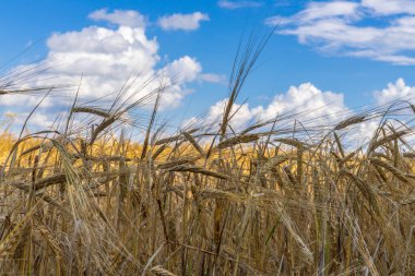Güneşli bir günde olgun çavdar tarlasıyla güzel bir yaz manzarası. Mavi gökyüzüne karşı altın kulaklar. Tarım geçmişi.