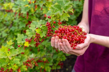 Bahçe bahçesinde üzümlü üzümlü üzüme karşı bir avuç olgun, sulu kırmızı üzümü tutan kadın elleri. Sağlıklı organik gıda, biyolojik ürün. Yaz meyveleri, hasat, bahçe konsepti..