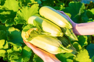 Yeşil mutfak bahçesinde kabak tutan insan elleri. Yazın güneşli akşamında günbatımında kabak hasadıyla kadın çiftçi. Tarım, tarım, hasat konsepti. Organik yiyecekler.