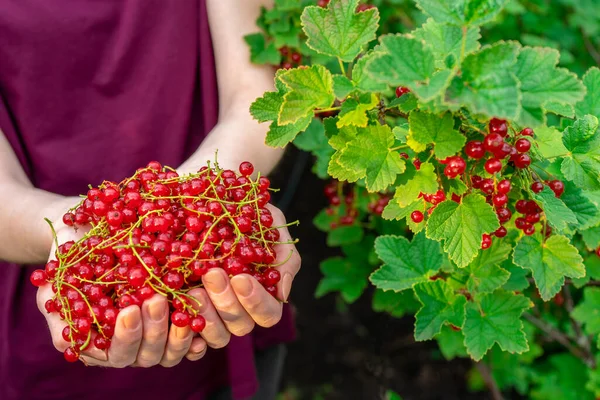 Female hands holding handful of ripe juicy red currant berries against currant bush in garden in summer evening. Healthy organic food, bio-product. Summer berries, harvesting, gardening concept.