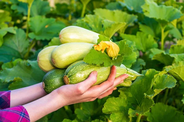 Menselijke Handen Die Pompoenen Tegen Groene Moestuin Houden Vrouwelijke Boer — Stockfoto