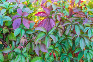 Yeşil ve kırmızı renklerde sonbahar bereketli yaprakları olan güzel doğal bir arka plan. Güneşli sonbahar gününde yaban üzüm yaprakları. Doğanın güzelliği, modern lüks arka plan, metin için boşluk..