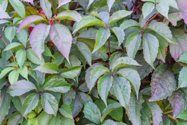 Sonbaharda yemyeşil yapraklarla bezenmiş güzel doğal bir arka plan. Güneşli sonbahar gününde yaban üzüm yaprakları. Doğanın güzelliği, modern lüks arka plan, metin için boşluk..