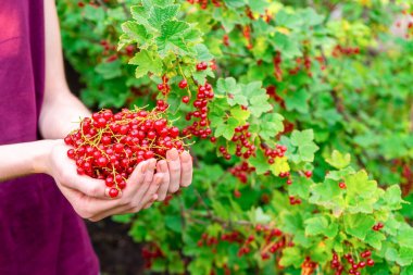 Bahçe bahçesinde üzümlü üzümlü üzüme karşı bir avuç olgun, sulu kırmızı üzümü tutan kadın elleri. Sağlıklı organik gıda, biyolojik ürün. Yaz meyveleri, hasat, bahçe konsepti..