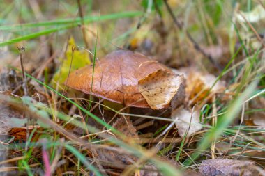 Sonbahar ormanlarında yapraklar ve çimenler arasında büyüyen tereyağlı mantar. Suillus luteus ya da Slippery Jack yenilebilir mantarı yakından çek. Chalciporus Boletaceae.