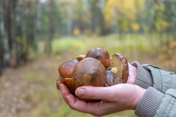 Kvinnan Som Höll Händerna Samlade Smörsvampar Mot Höstens Skogslandskap Mänskliga — Stockfoto