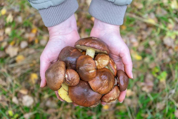 Frau Der Hand Sammelte Butterpilze Vor Herbstlicher Waldlandschaft Menschenhände Mit — Stockfoto