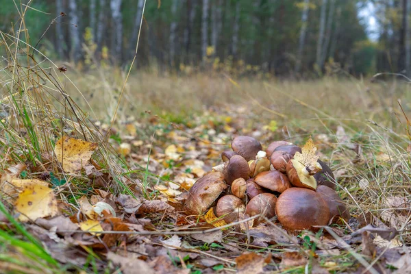 Smör Svamp Som Samlas Svampar Som Ligger Marken Höstskogen Bland — Stockfoto