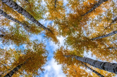 Güneşli sonbahar gününde gökyüzüne karşı sarı yapraklarla kaplı huş ağaçlarının manzarası ile resmedilmiş sonbahar manzarası. Güzel doğal arka plan, harika doğa, mevsimleri değiştiren konsept.