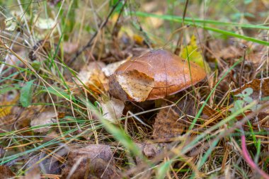 Sonbahar ormanlarında yapraklar ve çimenler arasında büyüyen tereyağlı mantar. Suillus luteus ya da Slippery Jack yenilebilir mantarı yakından çek. Chalciporus Boletaceae.