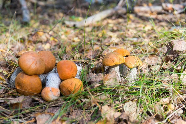 Hermoso Paisaje Natural Con Setas Frescas Álamo Otoño Que Crecen —  Fotos de Stock