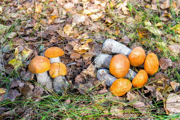 Hermoso Paisaje Natural Con Setas Frescas Álamo Otoño Que Crecen —  Fotos de Stock