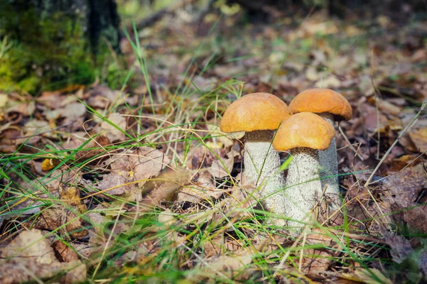Bela Paisagem Natural Com Cogumelos Aspen Outono Fresco Crescendo Entre — Fotografia de Stock