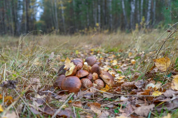 Cogumelos Manteiga Reunidos Por Cogumelos Que Encontram Chão Floresta Outono — Fotografia de Stock