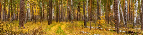 Pittoresco Paesaggio Autunnale Con Foresta Mista Strada Giornata Nuvolosa Pino — Foto Stock