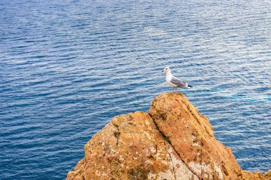 Martı, sonbahar bulutlu bir günde deniz manzarasına karşı dağ yamacında oturuyor. Vahşi kuşlar suyun arka planında doğada martı avlarlar. Güzel doğal manzara..