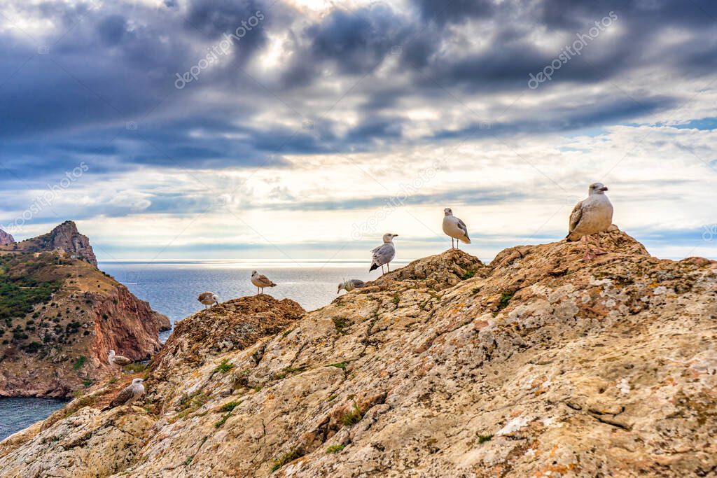 Seagulls sitting on mountain cliff against seascape in autumn cloudy day. Wild birds sea gulls in nature in mountain area on background of sky and water. Beautiful natural scenery.