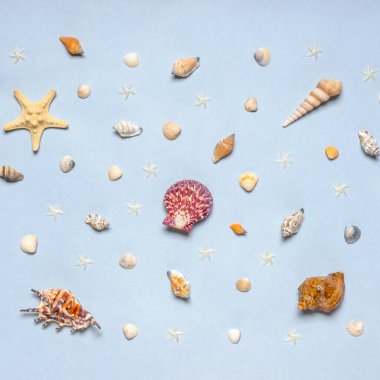 Çeşitli dekoratif deniz ürünleri, deniz kabukları, mavi pastel arka planda deniz yıldızları. Deniz yolculuğu, okyanus konseptinde yaz tatili. Düz yatış, üst görünüm.