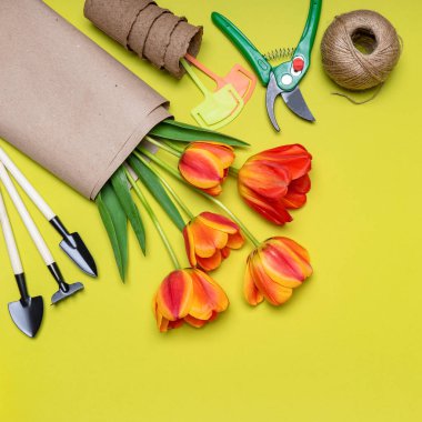 Taze laleler, fidanlıklar, ip yumağı, bahçe aletleri ve arka planda hafif pastel boya tabelaları. Yaratıcı kompozisyon. Bahçıvanlık, bahar işi konsepti. Düz konum, üst görünüm, kopyalama alanı.