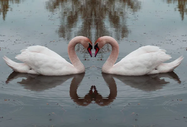 Schwäne Liebe Herz Schwan Auf Wasserspiegelbild Zärtliche Wiedergabe Von Liebe — Stockfoto