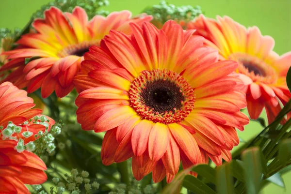 Bouquet of spring gerberas and summer gift for every woman.