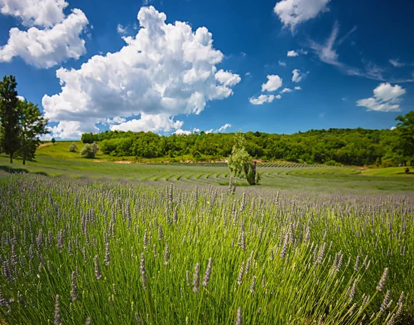 Campo Lavanda Púrpura Hungría —  Fotos de Stock