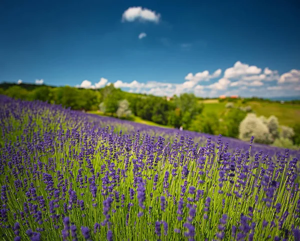 Campo Lavanda Roxa Hungria — Fotografia de Stock