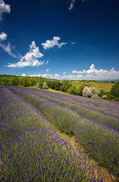 Campo Lavanda Púrpura Hungría —  Fotos de Stock