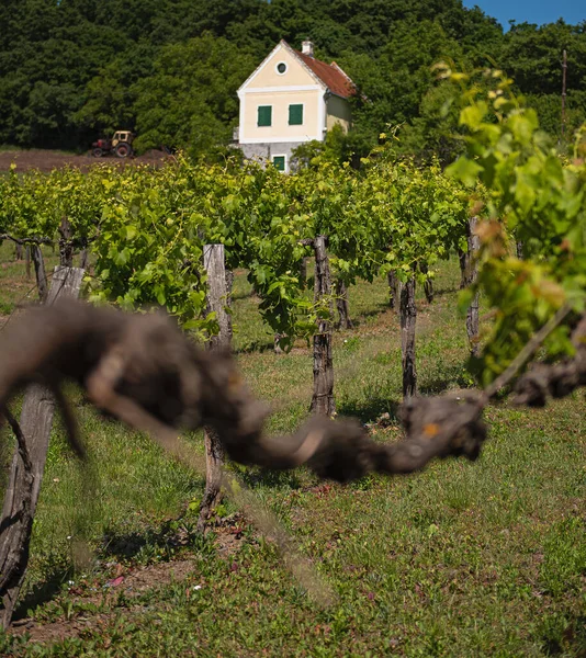 Pěkná Vinice Jezera Balaton — Stock fotografie