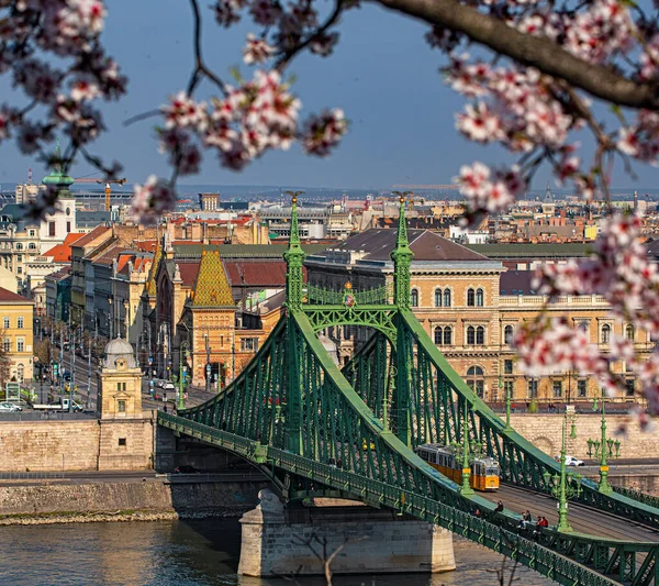 Budapest Hungria Março 2020 Bela Ponte Liberdade Com Flor Amêndoa — Fotografia de Stock