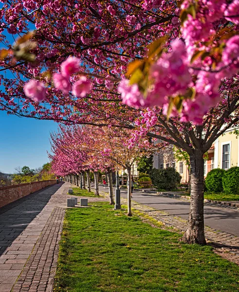 Cerezos Japoneses Rosados Florecientes Arpad Toth Promenade Budapest — Foto de Stock