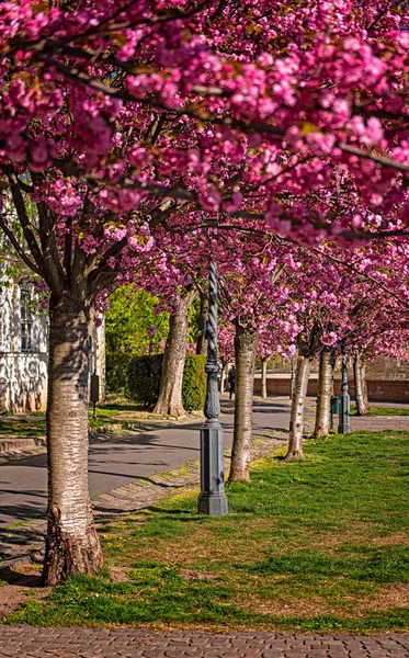 Kwitnące Różowe Japońskie Wiśnie Promenadzie Arpad Toth Budapeszt — Zdjęcie stockowe
