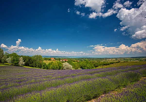 Campo Lavanda Púrpura Hungría —  Fotos de Stock