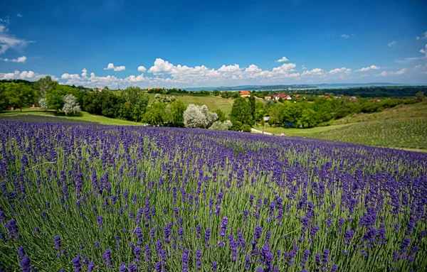 Purpurowe Pole Lawendy Węgrzech — Zdjęcie stockowe