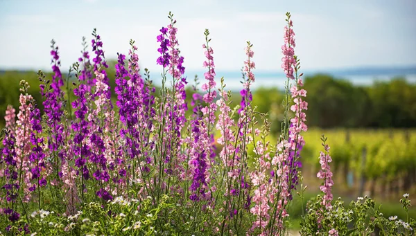 Krásná Fialová Digitalis Nebo Foxglove Květiny Jaře Letní Zahrada Rozmazané — Stock fotografie