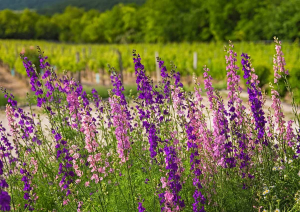 Piękny Fioletowy Digitalis Lub Foxglove Kwiaty Wiosennym Ogrodzie Letnim Rozmytym — Zdjęcie stockowe