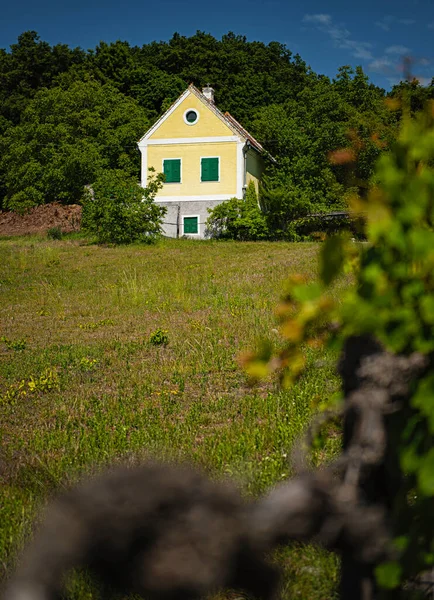 Ładna Winnica Nad Balatonem — Zdjęcie stockowe