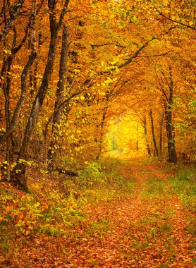 Ormanda güzel bir sonbahar manzarası.
