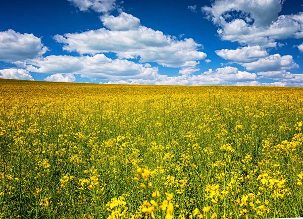 Field Rapeseed Spring — Stock Photo, Image