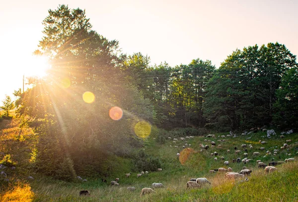Sheeps Sunlight Mountains Montenegro — Stock Photo, Image
