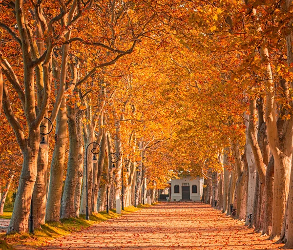 Pěkné Stromy Podzim Jezera Balaton Maďarsko — Stock fotografie