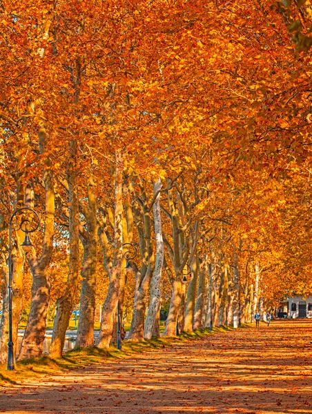 Árvores Agradáveis Outono Lago Balaton Hungria — Fotografia de Stock