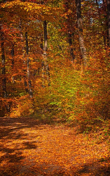 Wspaniała Ścieżka Lesie Jesienią — Zdjęcie stockowe