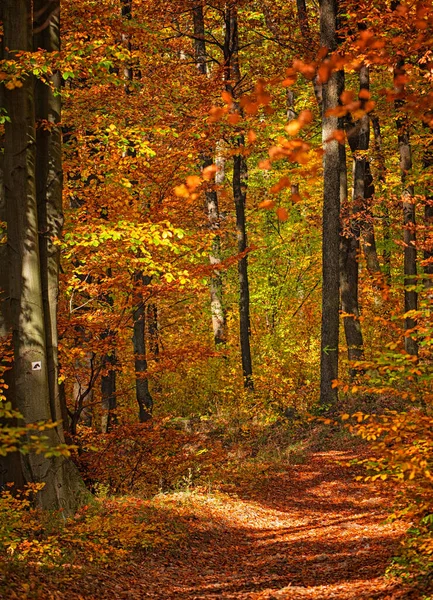 Wonderful Pathway Forest Autumn — Stock Photo, Image