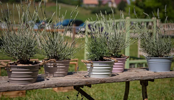 Petites Fleurs Lavande Dans Pot — Photo