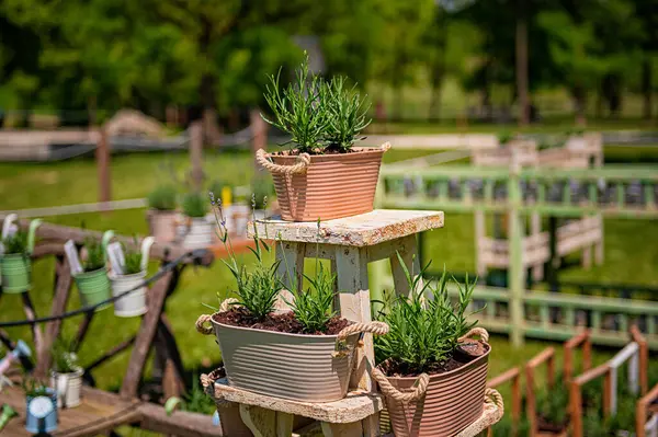 Small Lavender Flowers Pot — Stock Photo, Image